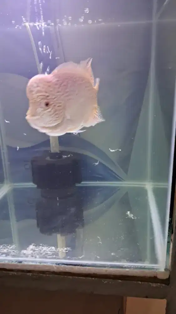 Cencu gb merah kuning.. mutiara full rapi