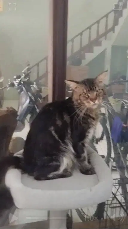 Mainecoon Male Jantan NP