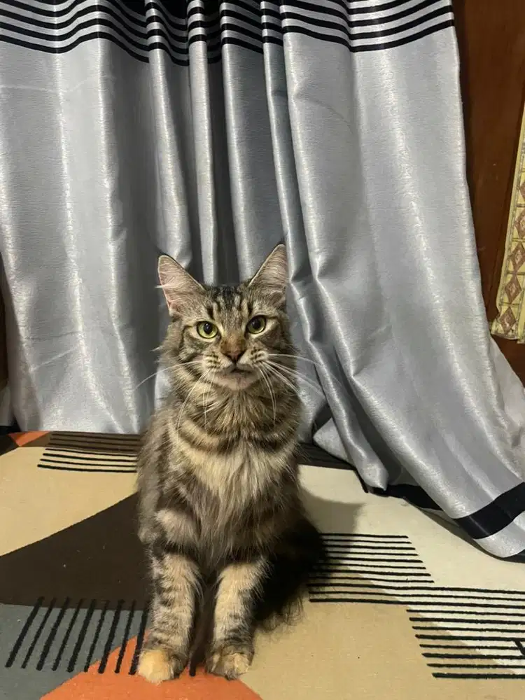 Mainecoon betina ped cfa lepas non ped