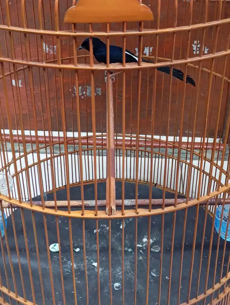 Murai pastol trah bahorok