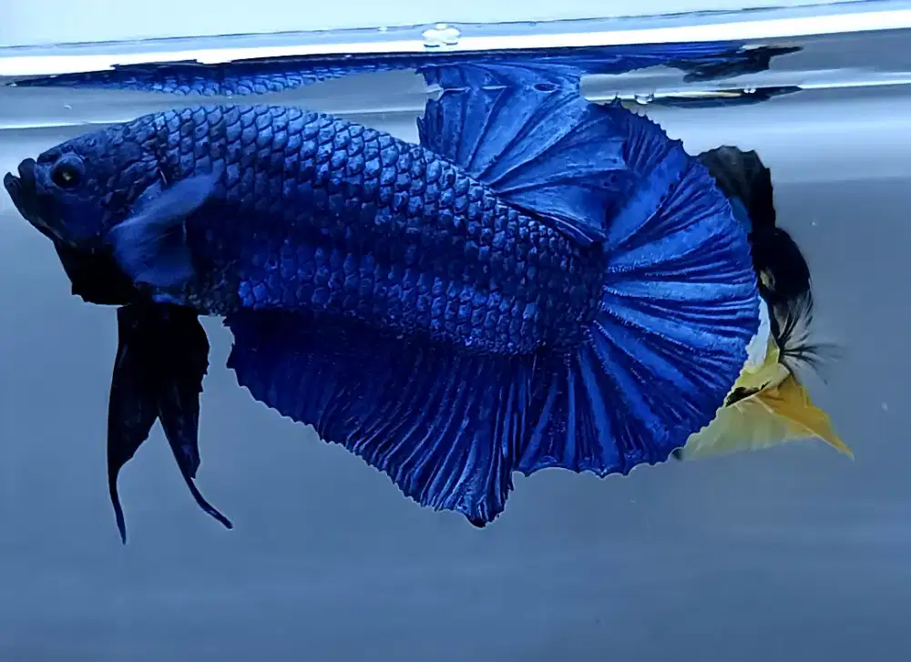 ikan cupang giant super blue