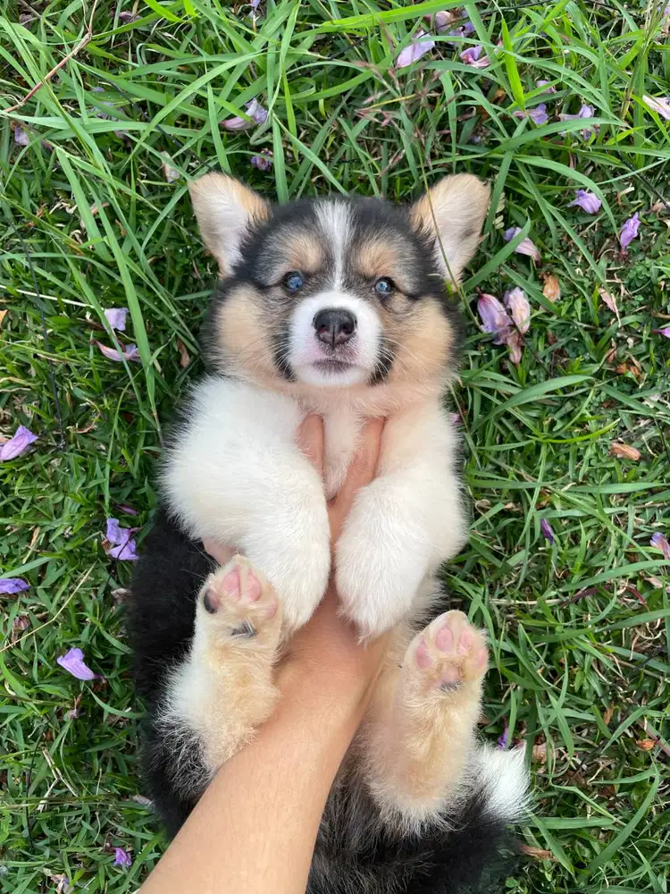 Handsome Male Tricolor Fluffy Pembroke Welsh Corgi Superior Quality