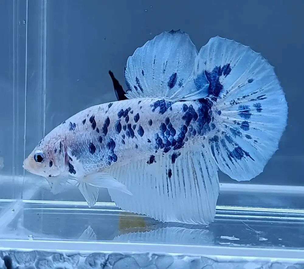 ikan cupang giant dot dot