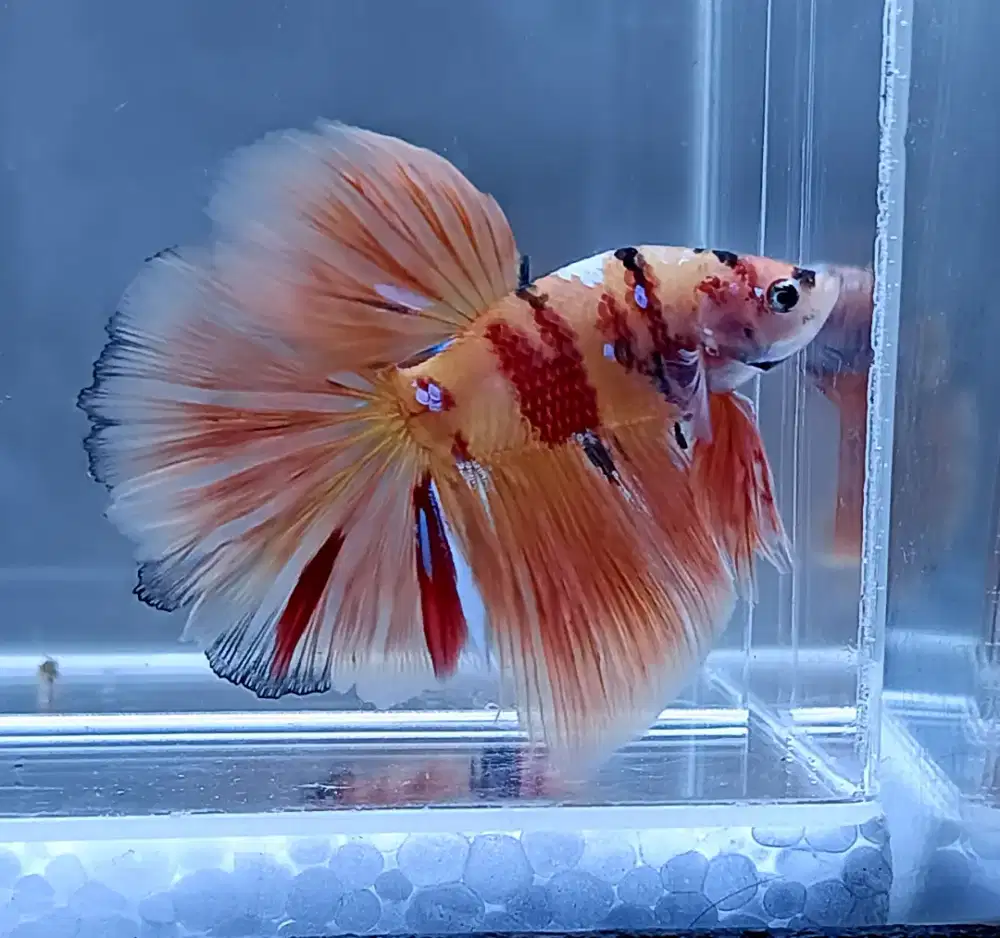 ikan cupang halfmoon nemo