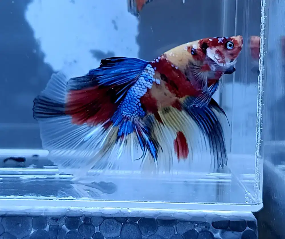 ikan cupang halfmoon