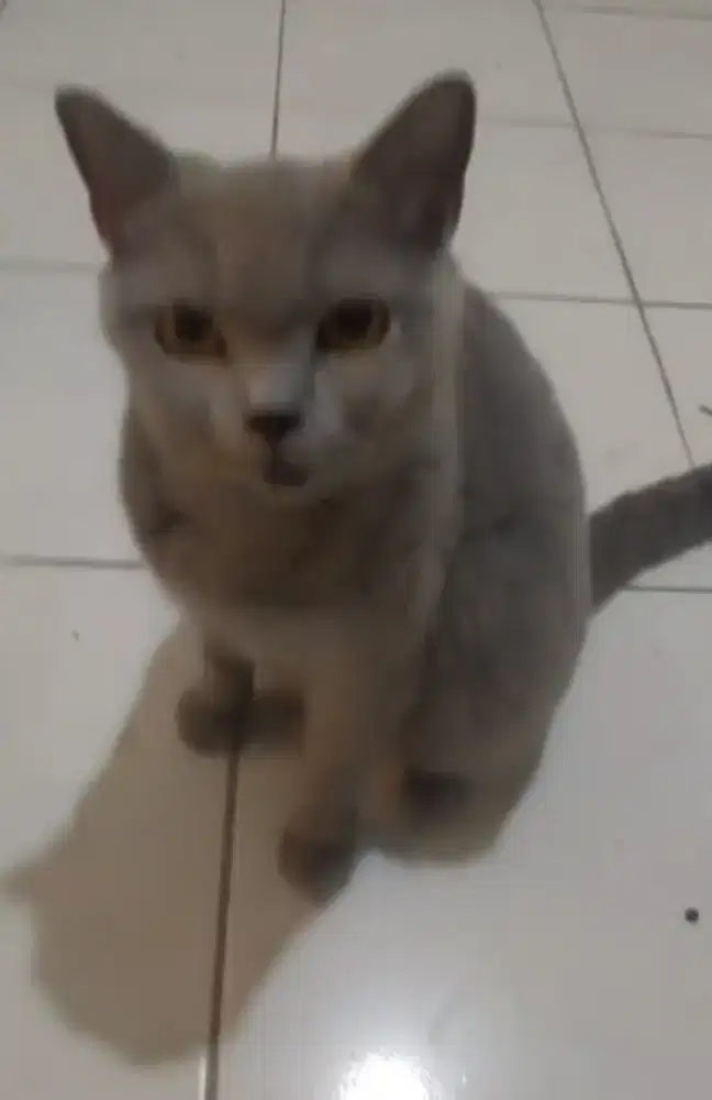 Bsh blue betina hamil