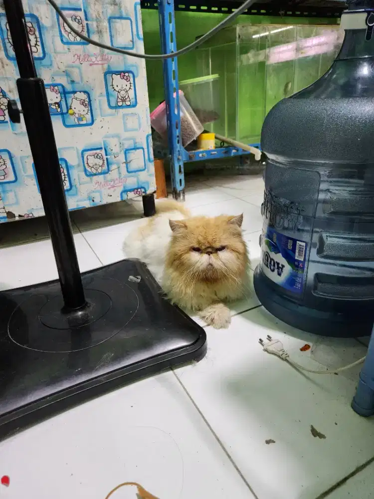 Kucing persia peaknose