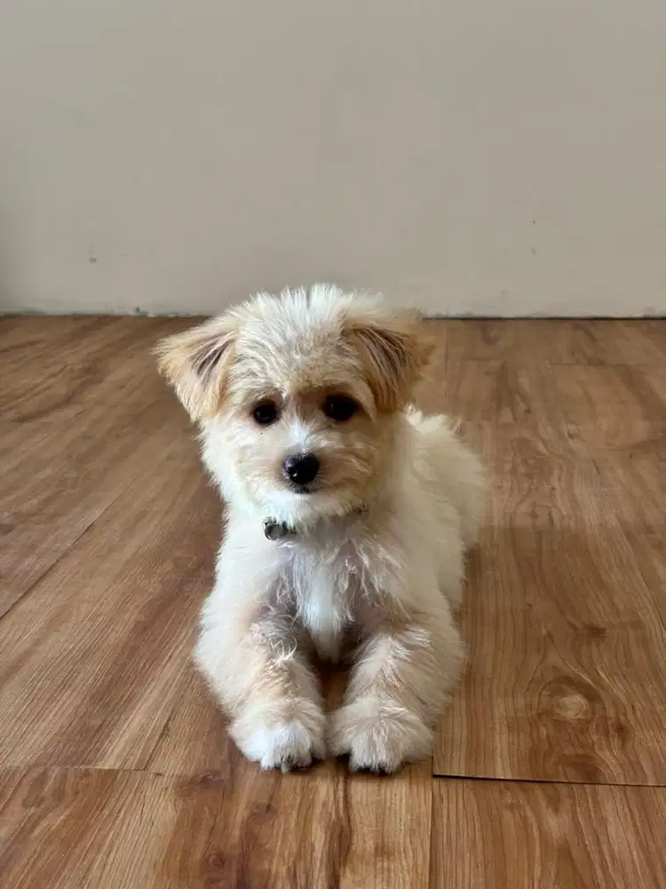 Anak anjing maltesee lucu