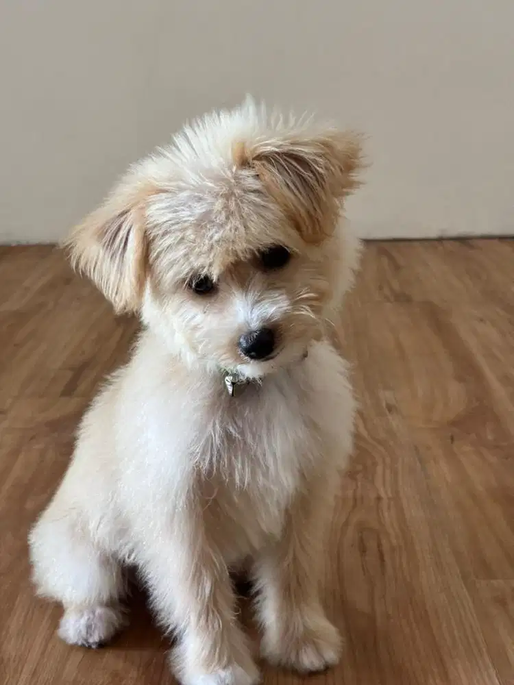 Anak anjing maltesee lucu