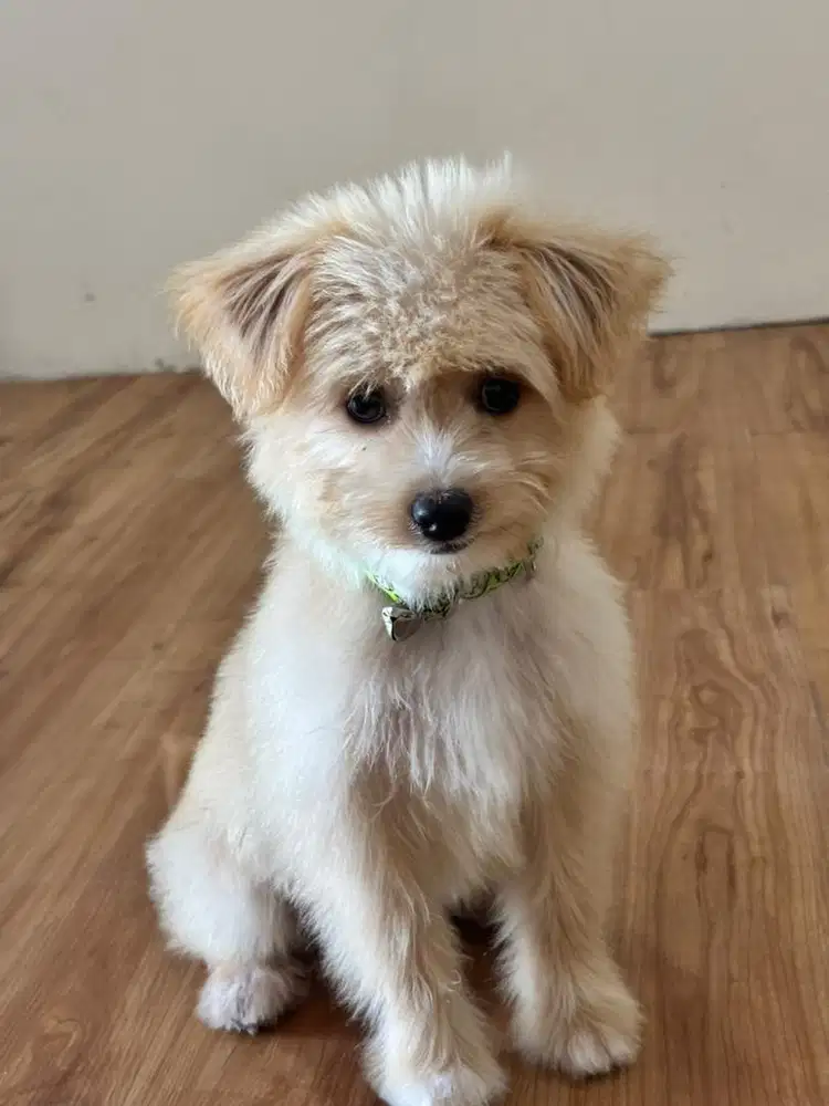 Anak anjing maltesee lucu