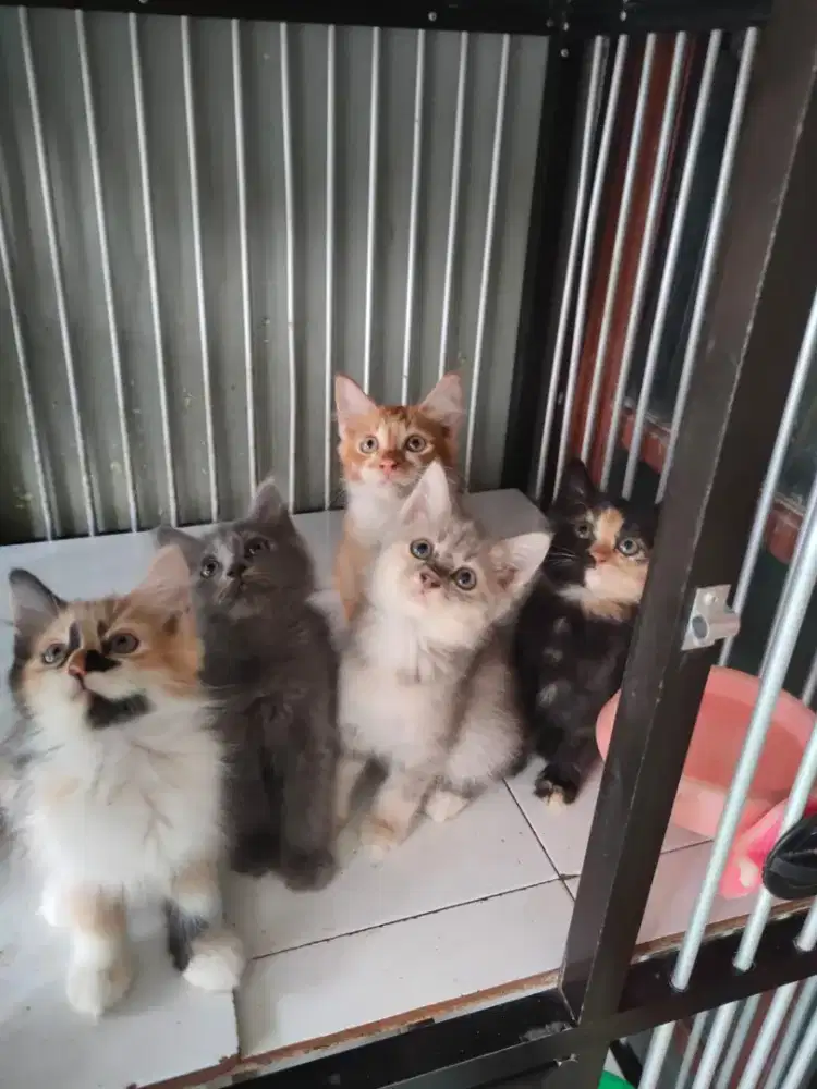 Persia jantan-betina 2,5 bulan