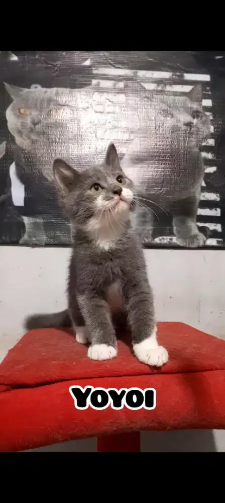 Anak Kucing BSH BiColor