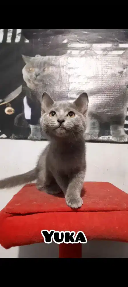 Anak Kucing BSH Blue Solid