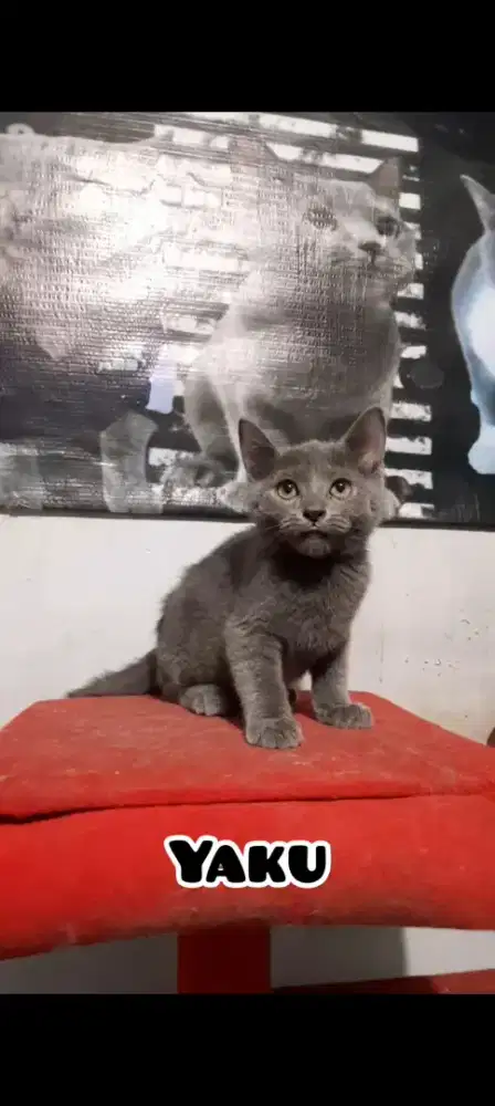 Anak Kucing BSH Blue Solid