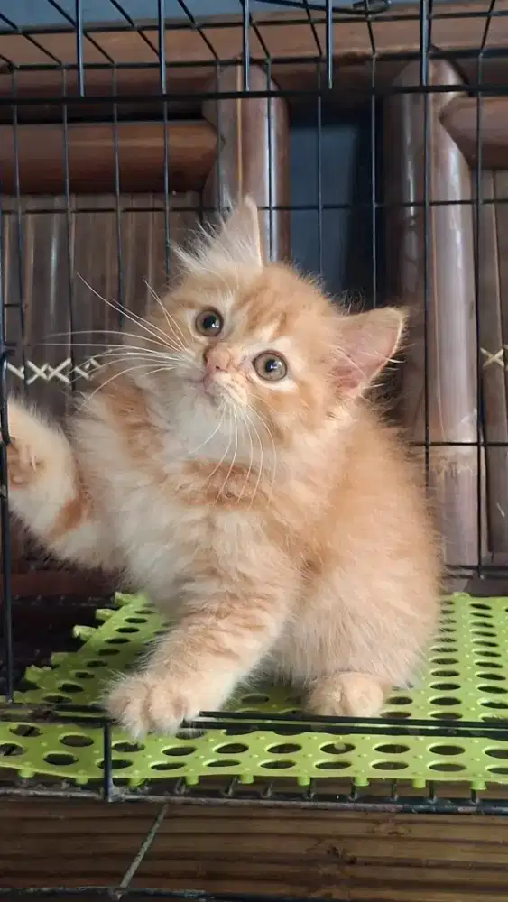 kitten persia jantan/kucing persia jantan/ kucing anggora jantan