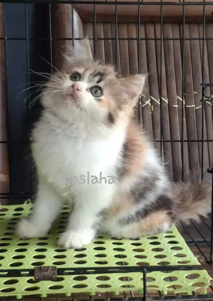 Anak kucing anggora/kitten persia betina/kucing persia betina
