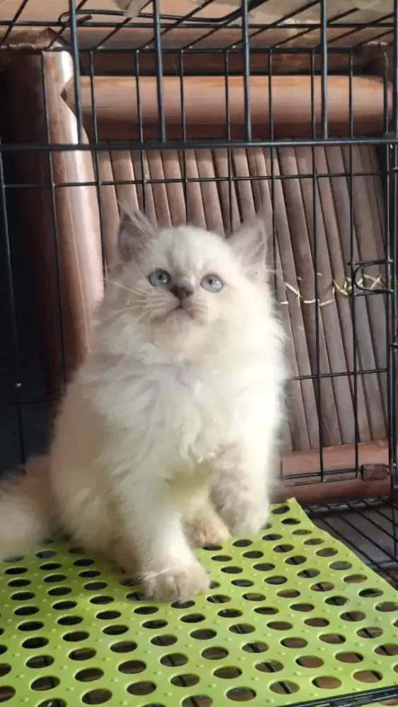 Anak kucing himalaya/kitten ragdol  jantan/kucing  himalaya janta