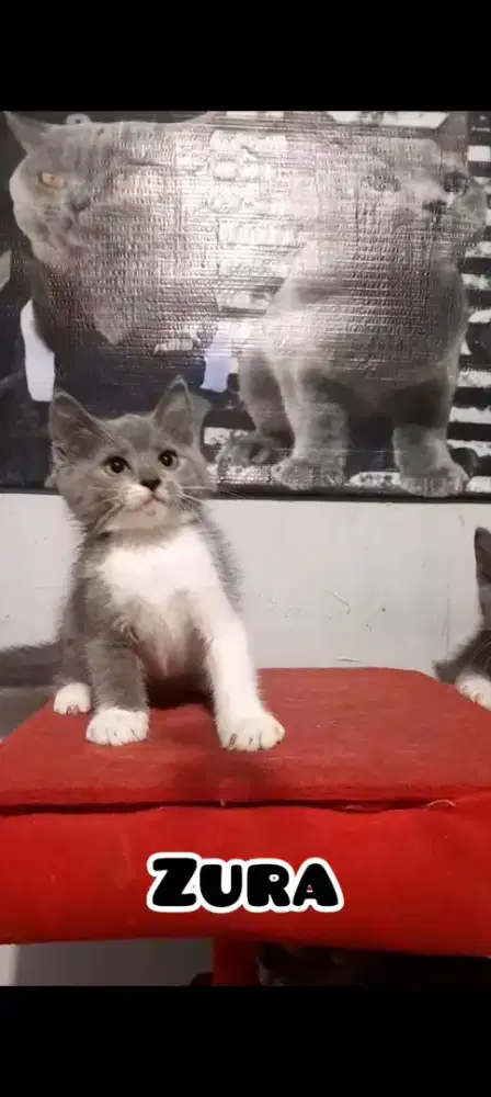 Anak Kucing BSH BiColor