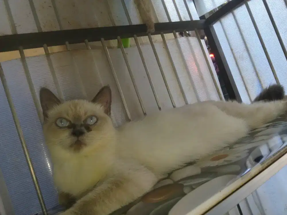 Kucing Siam himalaya