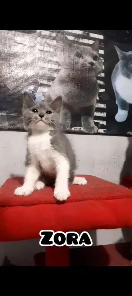 Anak Kucing BSH BiColor