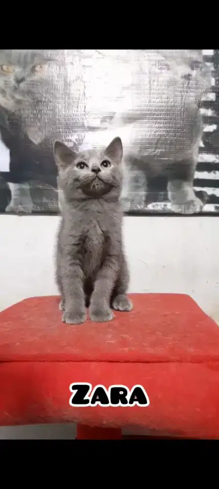 Anak Kucing BSH Blue Solid