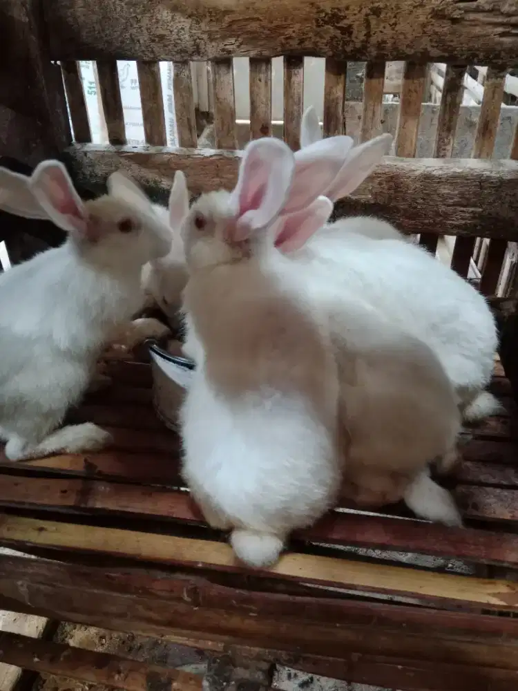 Kelinci putih berbagai usia