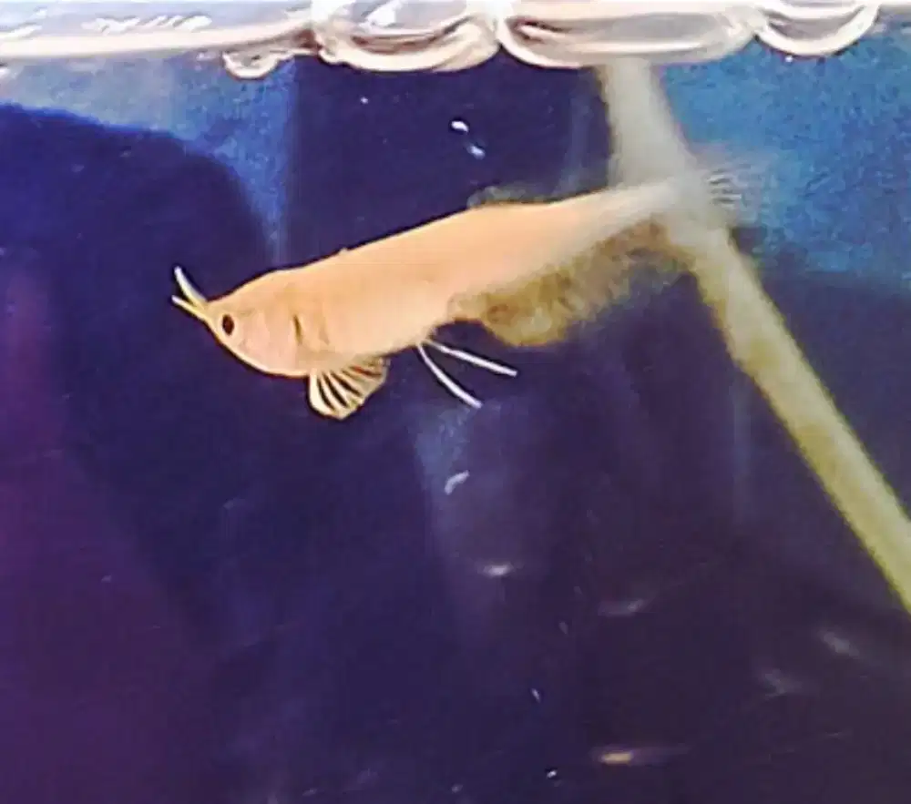 Ikan arwana albino yellow 8cm