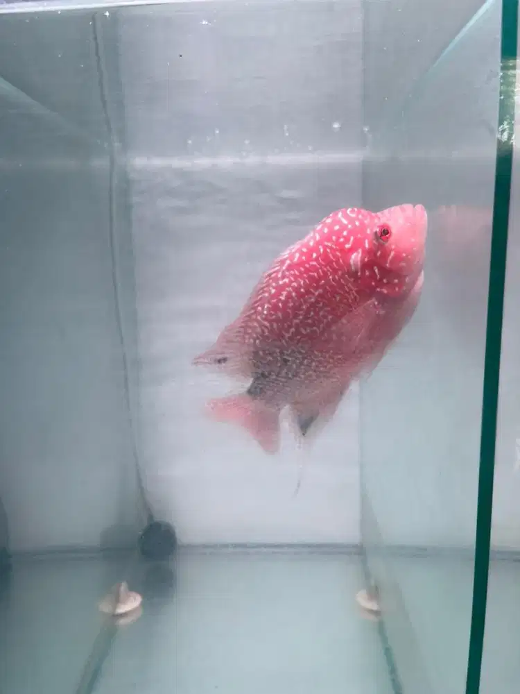 LOUHAN CENCU GB merah