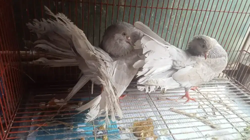 Merpati English Fantail Selam Sepasang