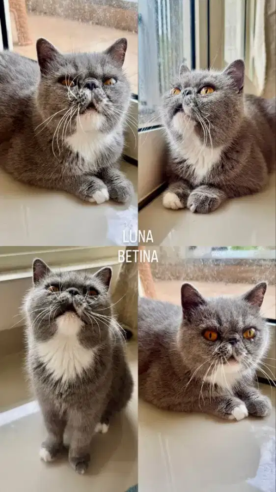 Exotic Short Hair Peaknose Betina