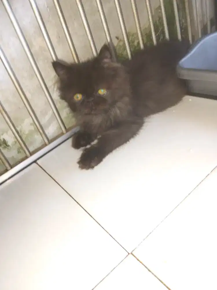 Kucing peaknose hitam