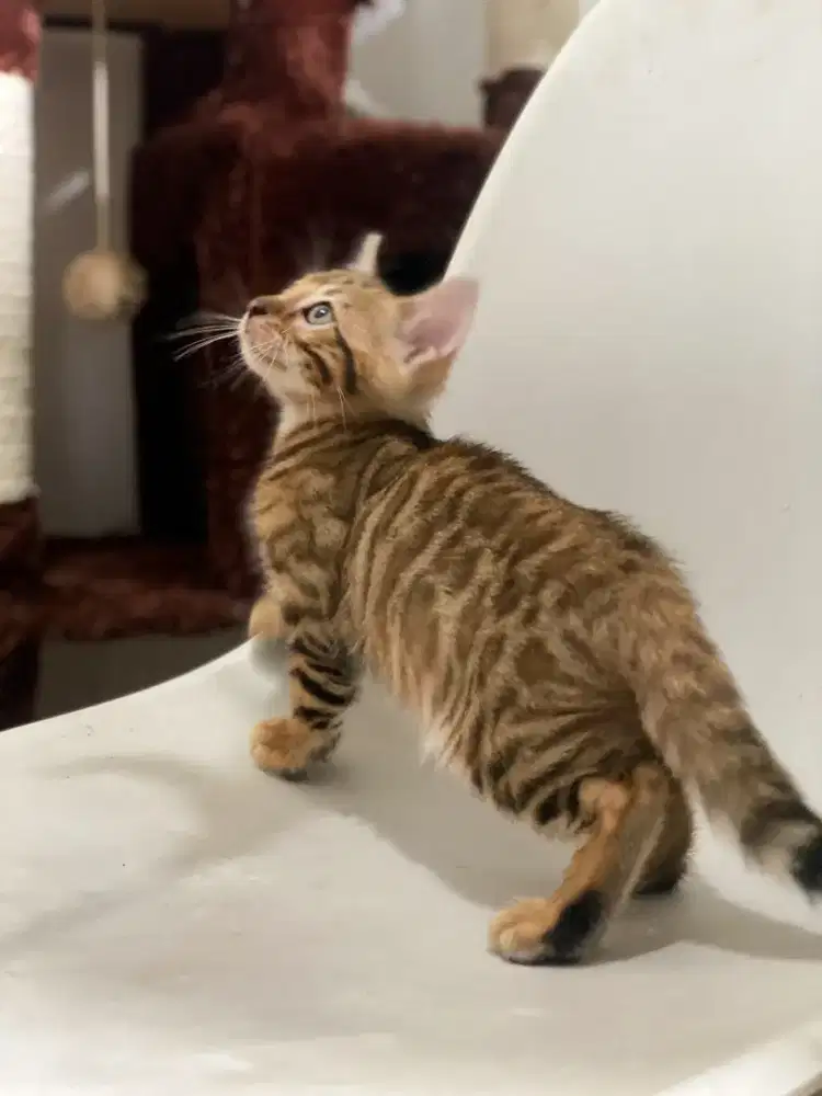 Kitten Beng*l jantan