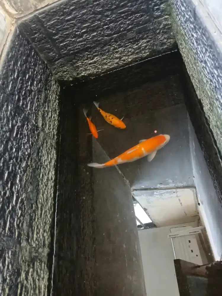 Jual ikan Koi,gurame