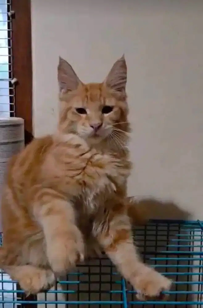 Mainecoon maine coon poly jantan bisa ped