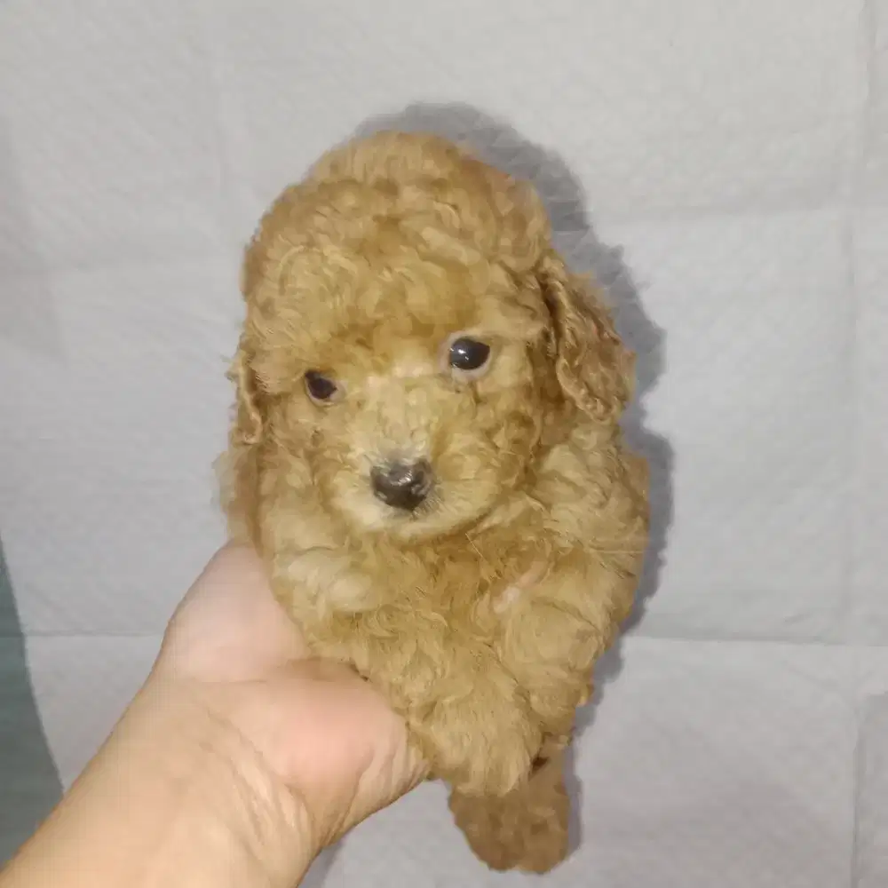 Poodle betina mungil