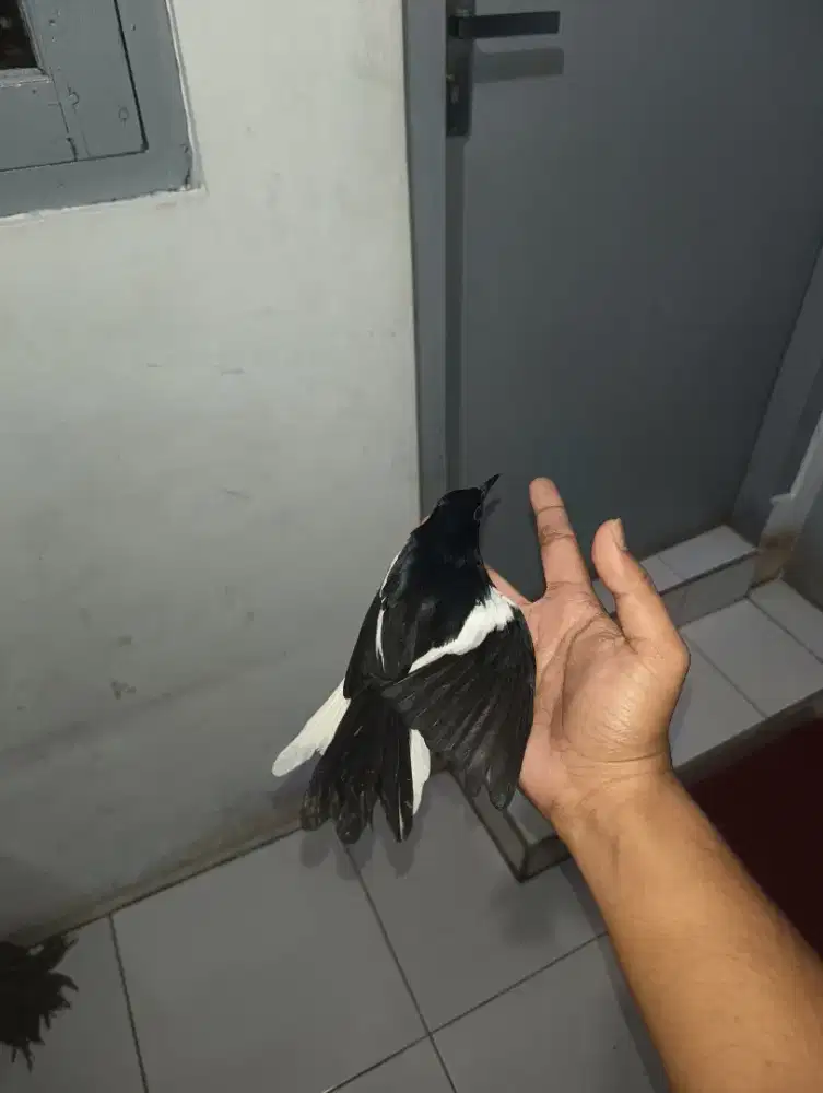 Kacer jinak Malaysia