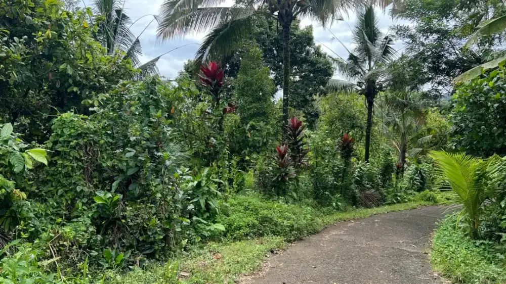 Dijual Tanah Perkebunan View Sawah Terasering Tabanan Bali