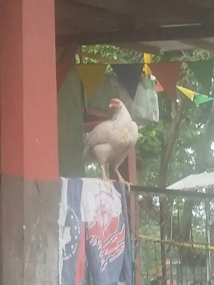 Jual Ayam kampung jago / betina