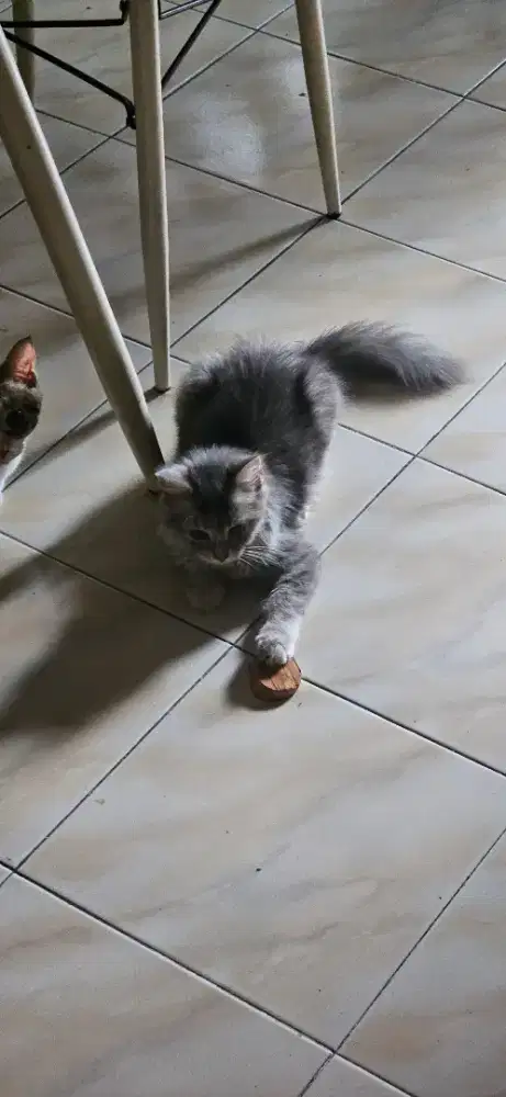 Kitten anggora persia betina