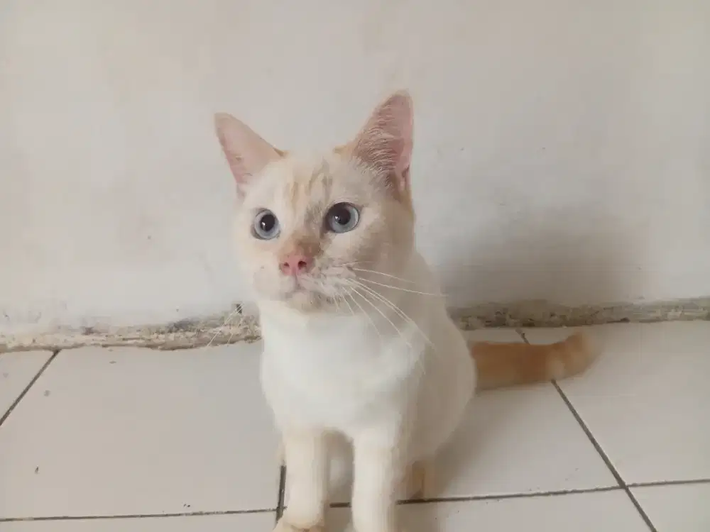 Bsh pure warna red point jantan usia 1tahun