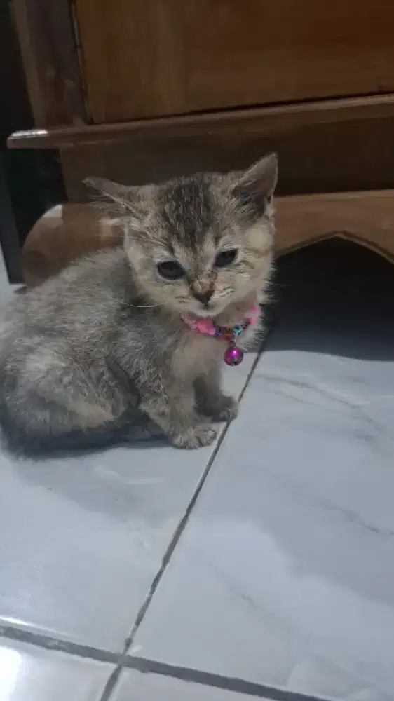 Kiteen BSH induk kan BSH semua ya