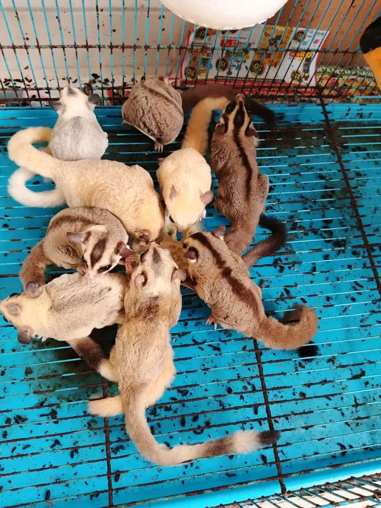 Sugar Glider Paket Kandang