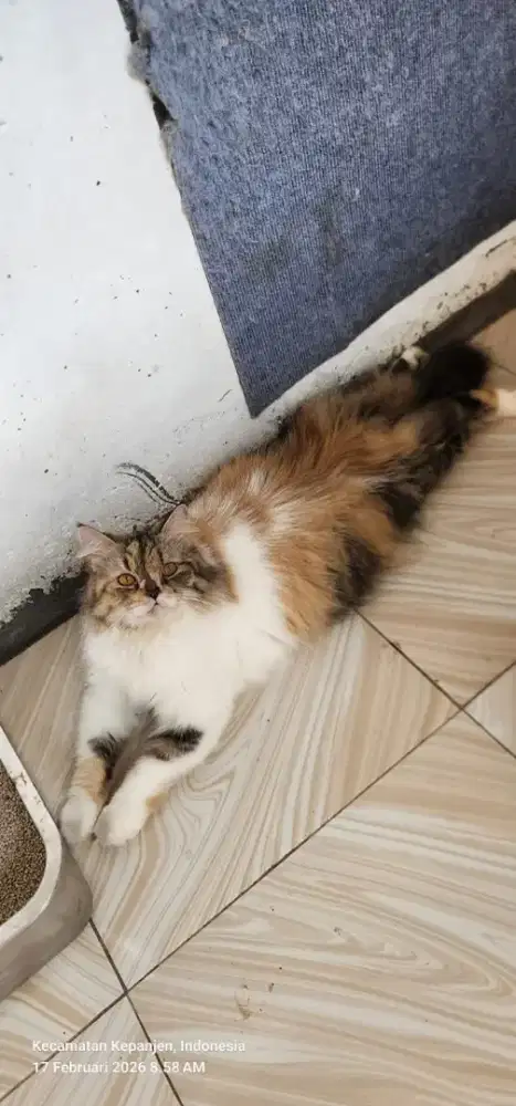 Lepas Adopt Kucing Persia Betina