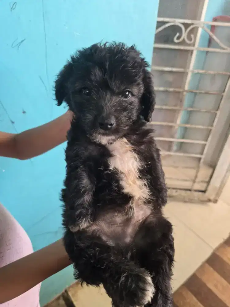 Baby mix tekel maltese