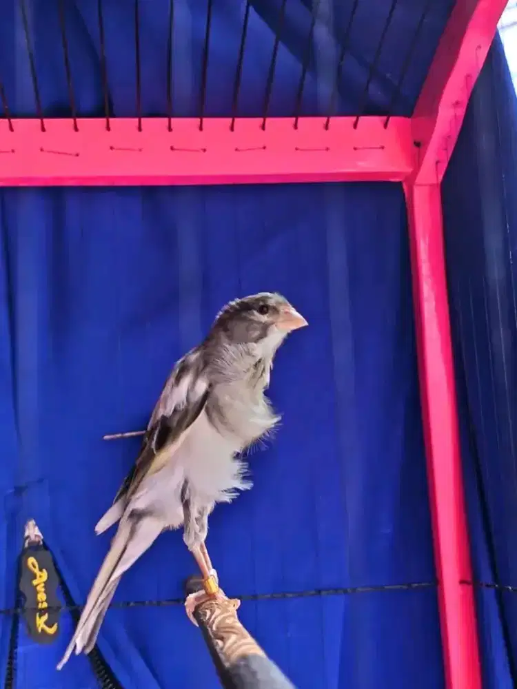 Jual burung kenari panda SDF jantan gacor