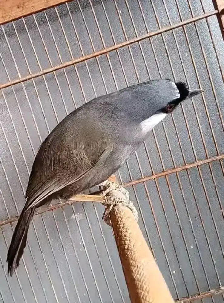 Jual burung poksay hongkong jantan gacor joged2