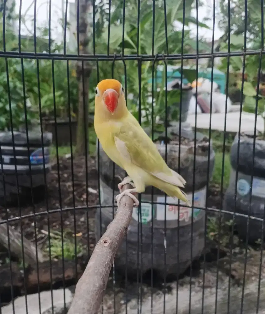 Lovebird pb pastel