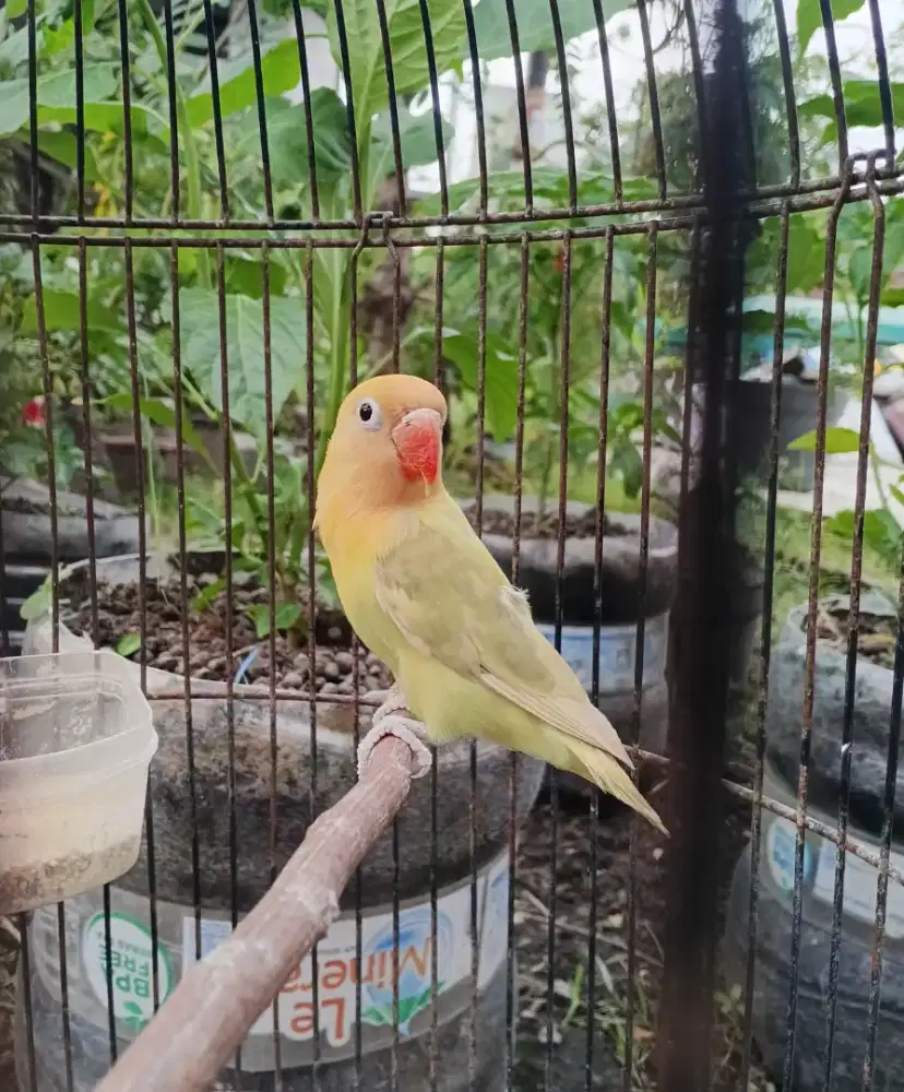 Lovebird Aqua pastel blue1