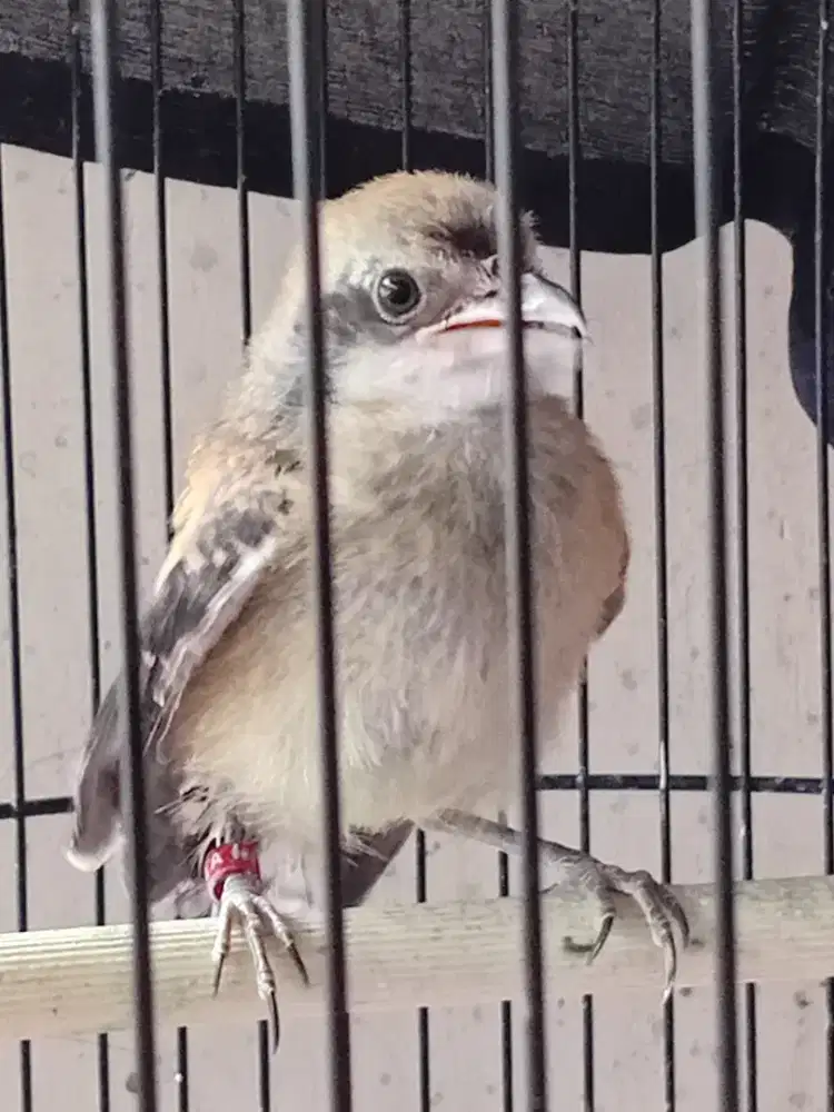 Pentet loloh jawa timur