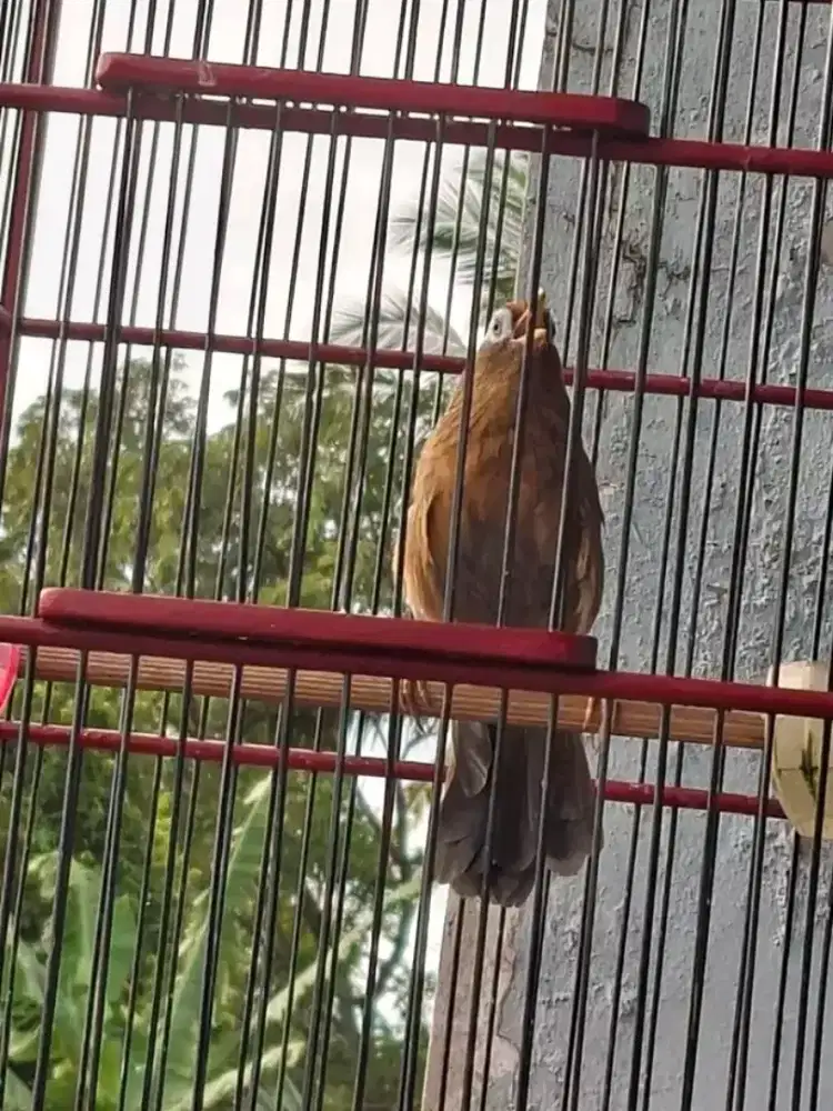 Jual burung wambi jantan gacor